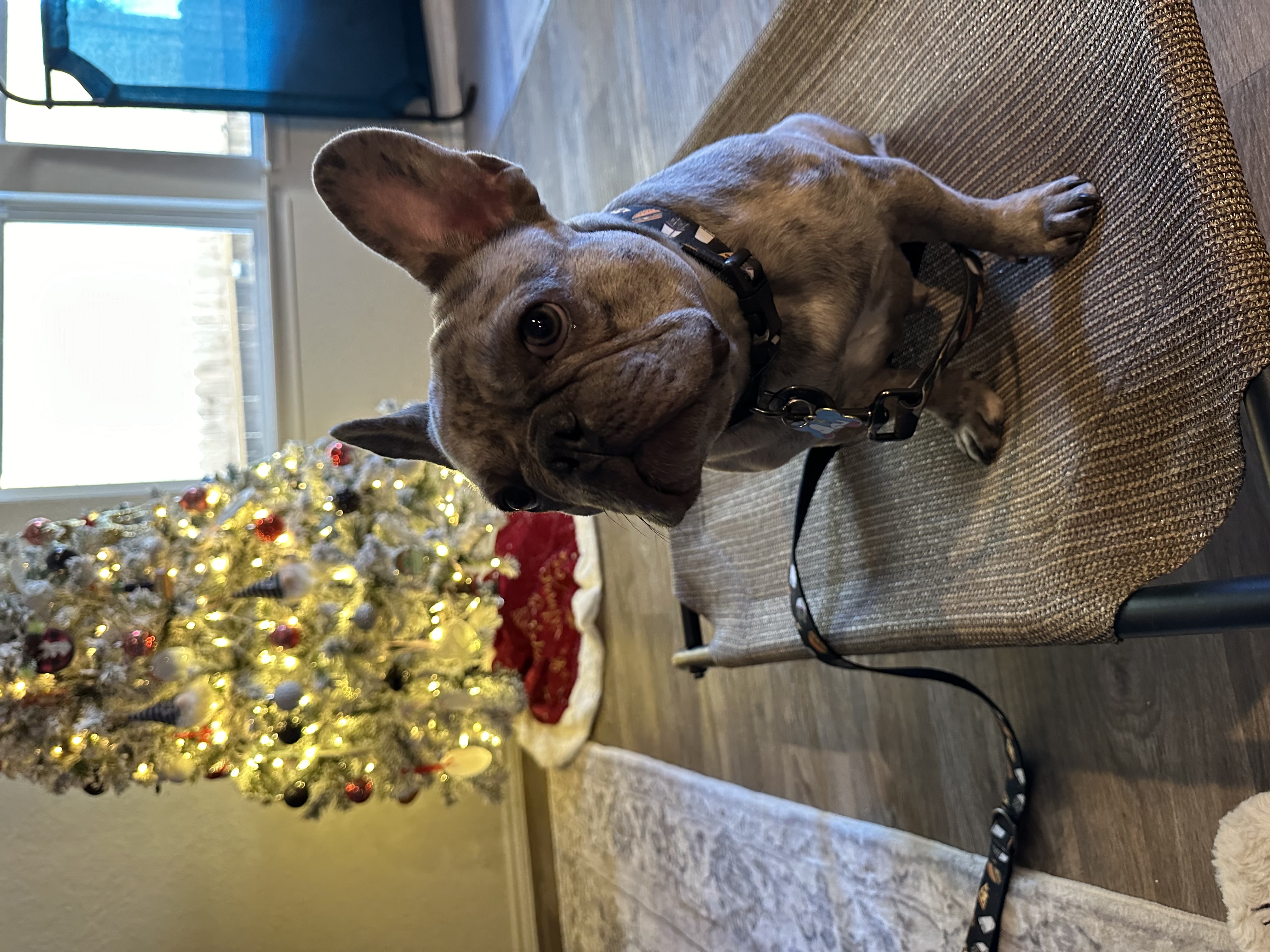 Dog practicing calm behavior and structure in a home environment