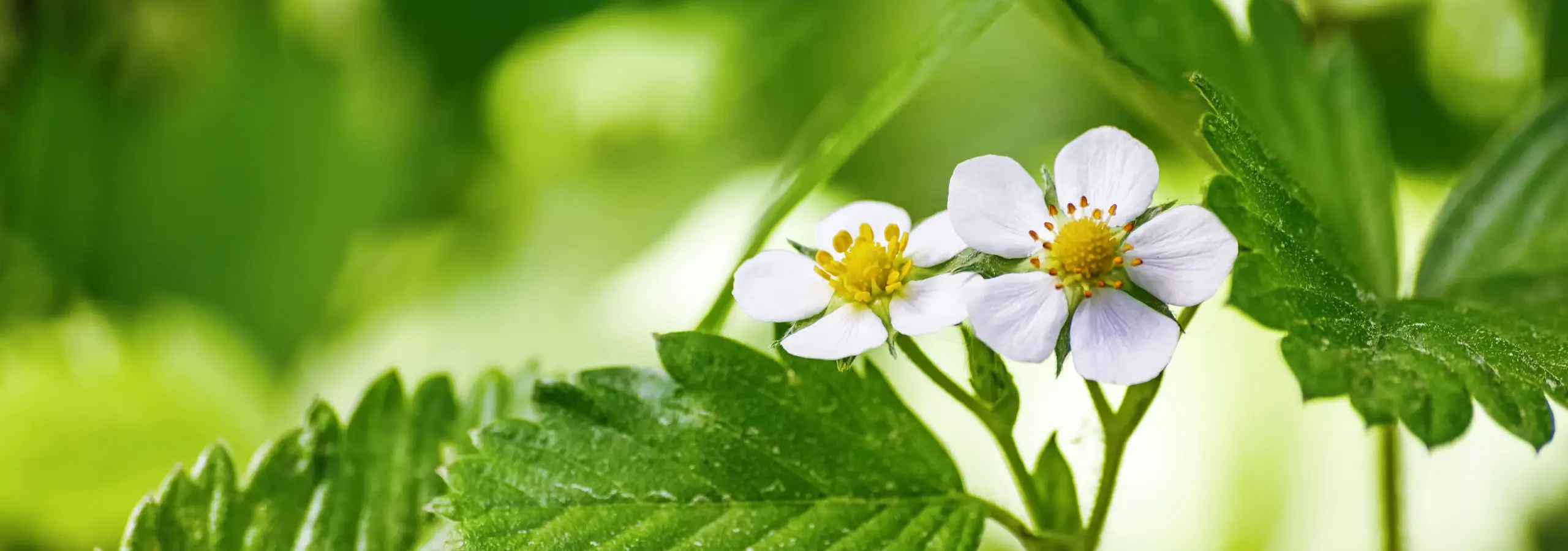 Close-up of two small white flowers in bloom with green leaves around them.