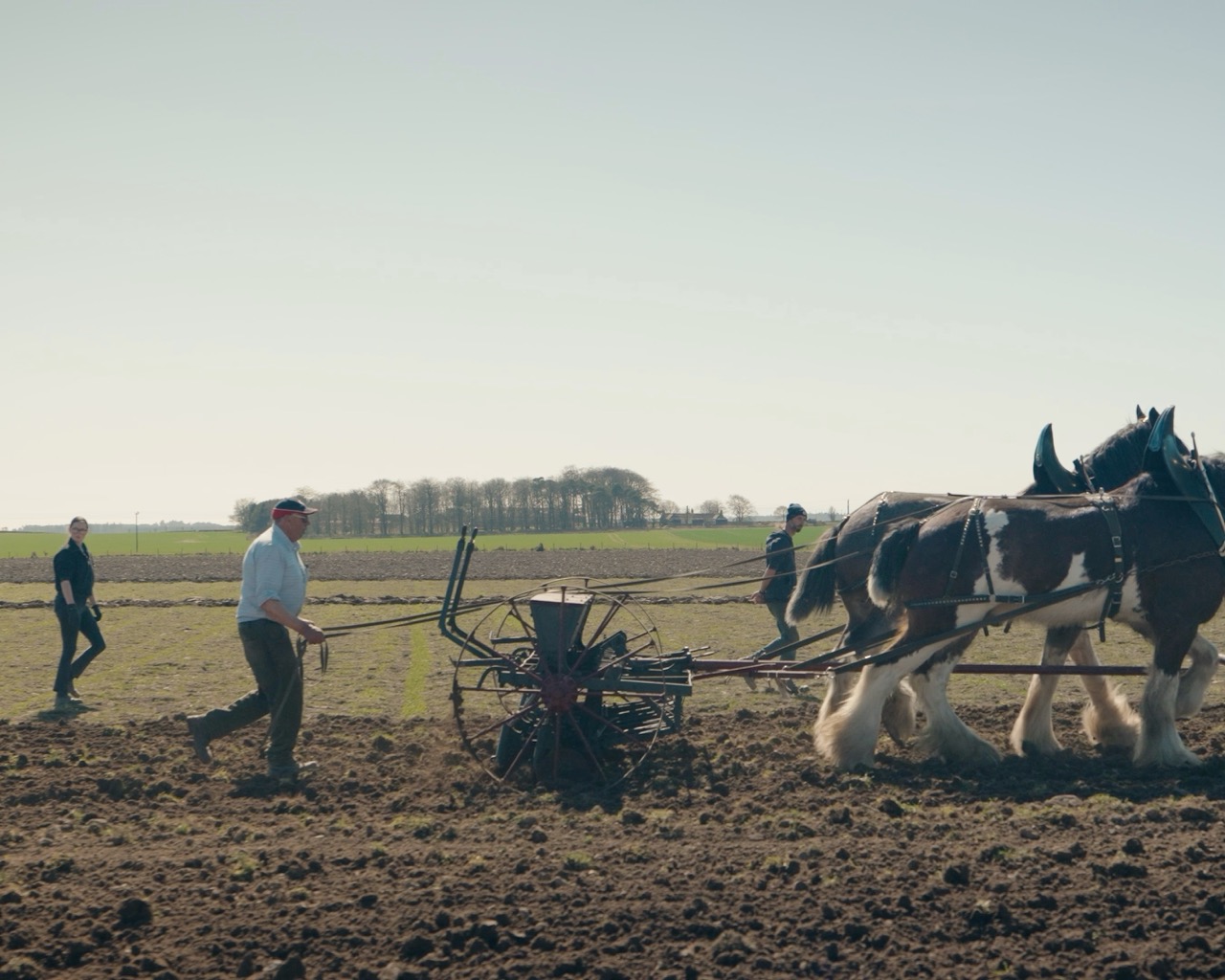 Clydesdale horses plough an open field