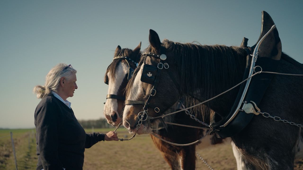 A woman and two clydesdale horses before they begin to plough the fields