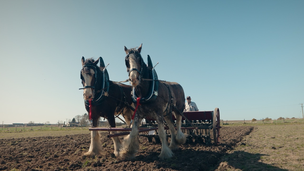 A pair of Clydesdale horses pulling a plough through a Drummygar field