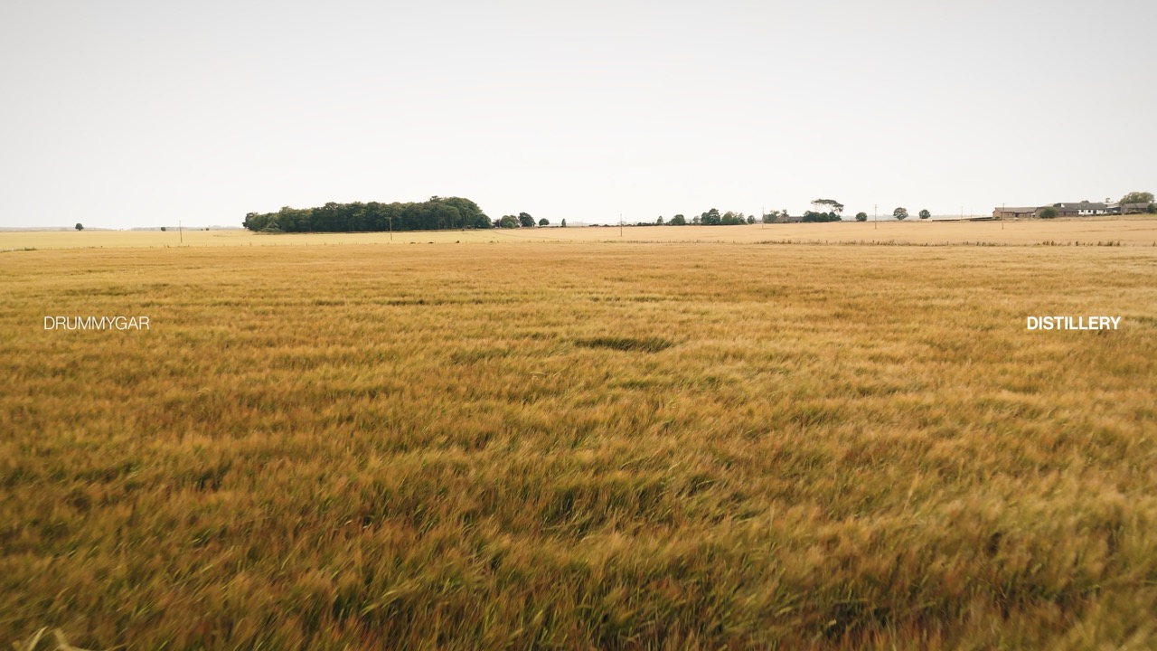 Heritage barley ripening in the fields at Drummygar