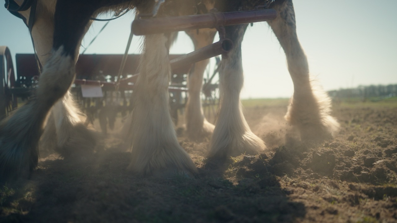 Clydesdale legs backlit through dust