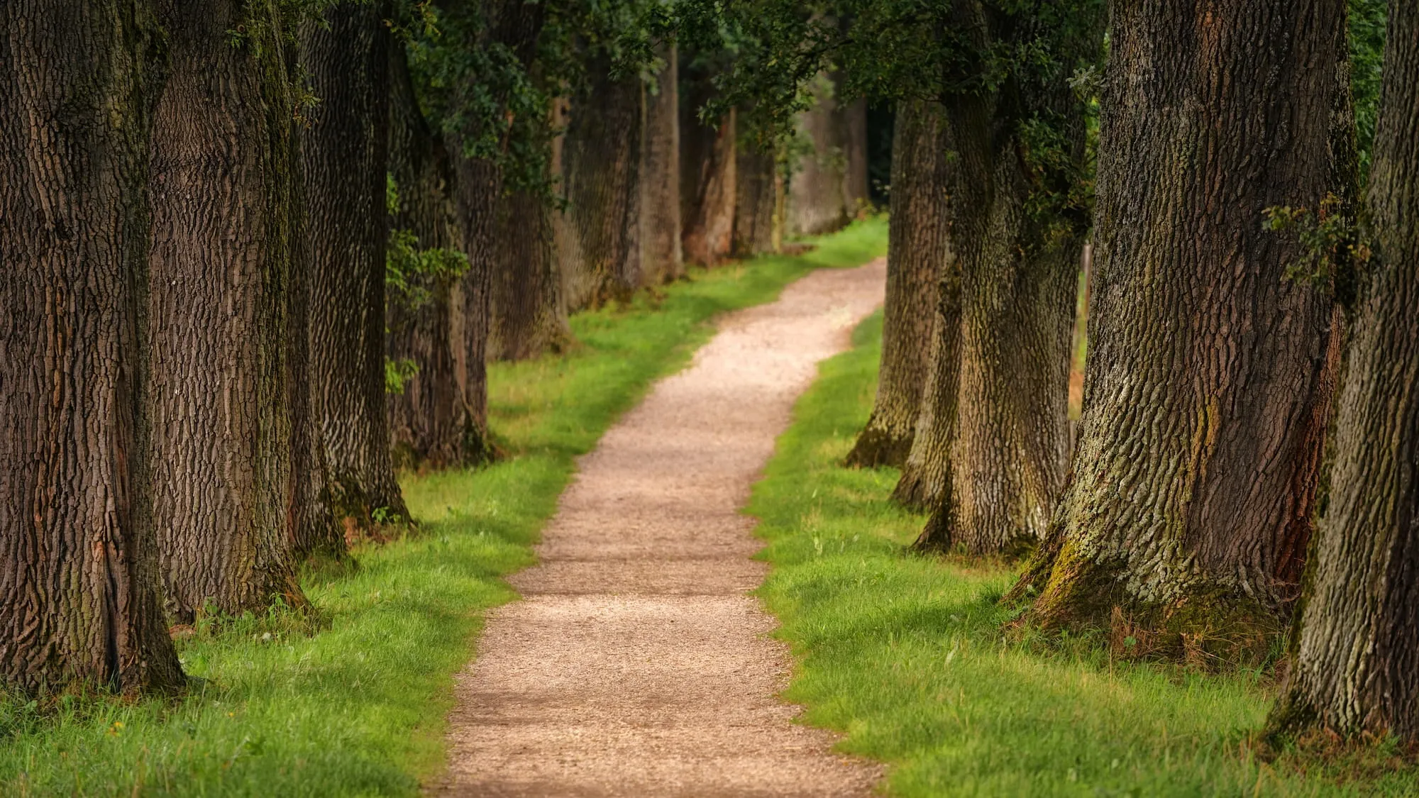 Dirt pathway flanked by tall trees with thick trunks and green grass on either side.