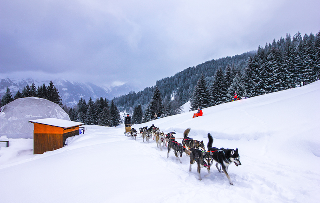 Chiens de traîneau dans la neige devant un pod et un abri en bois – Milk Magazine raconte Whitepod en Suisse