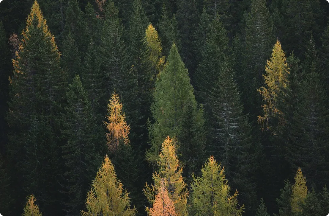 Vue aérienne d'une forêt dense avec des conifères verts et certains arbres avec du feuillage jaune et orange d'automne.