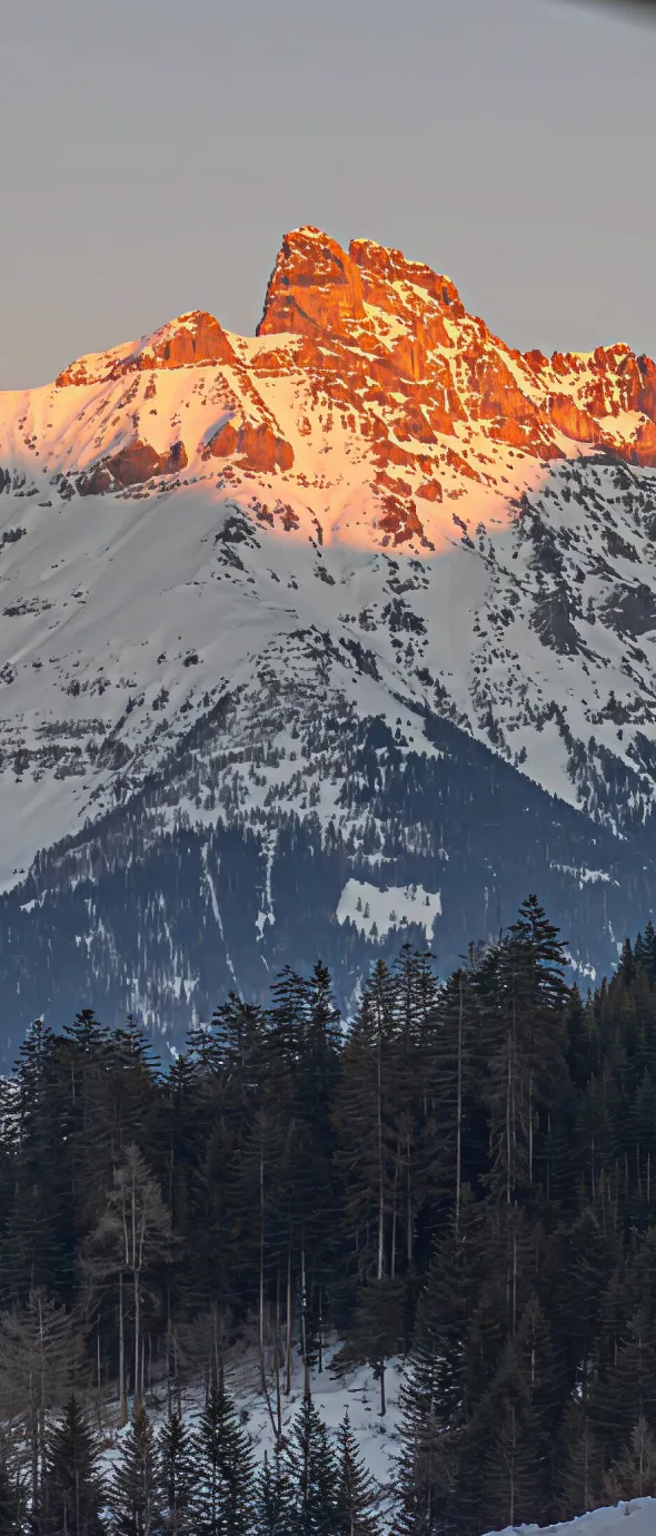 Sommet enneigé de montagne baigné par la lumière orange du coucher de soleil, avec une forêt dense de conifères au premier plan.