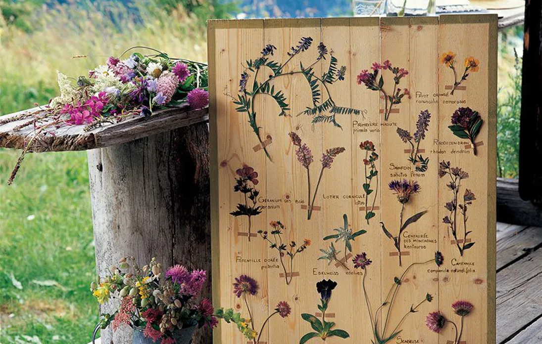 Un tableau en bois appuyé sur un tronc d'arbre avec des fleurs séchées collées, chacune avec son nom écrit à côté, à l'extérieur près de la nature.