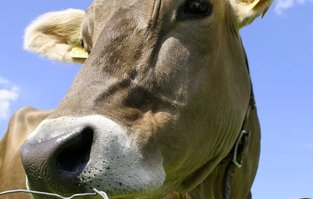 Vue rapprochée du visage d'une vache brune avec un nez blanc, portant un collier, contre un ciel bleu clair.