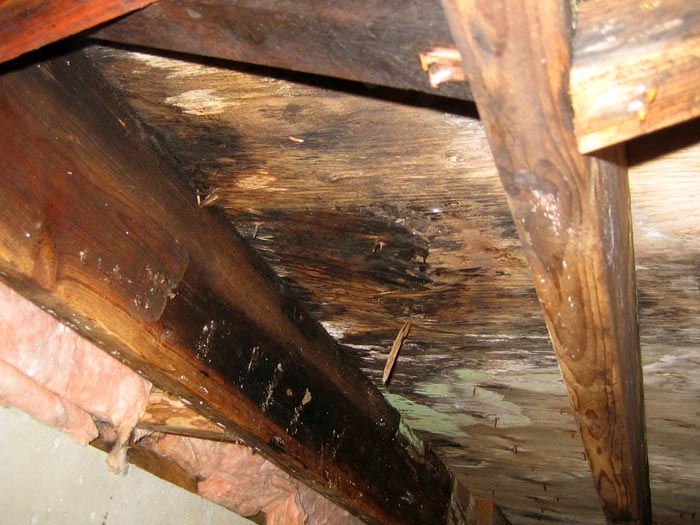 Close-up of wooden ceiling beams and planks showing dark water damage and mold in a basement or crawlspace.