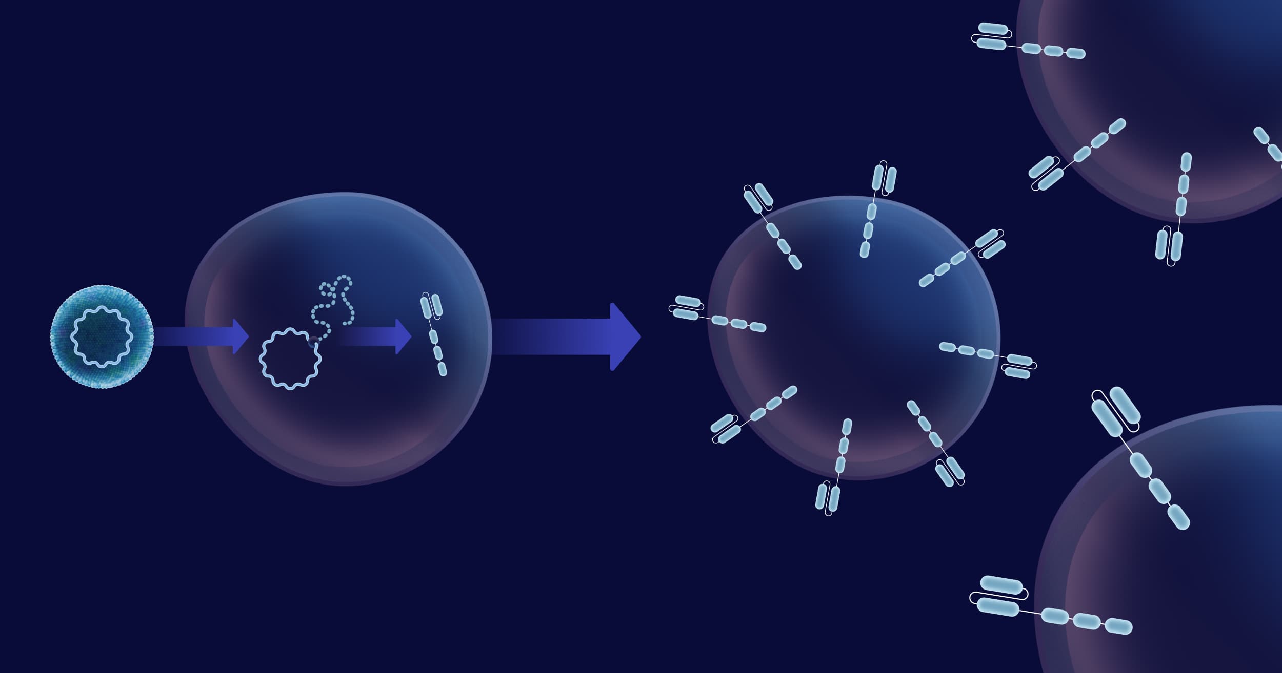 Illustration showing a virus delivering genetic material into a cell, leading to production and display of antibodies on the cell surface.