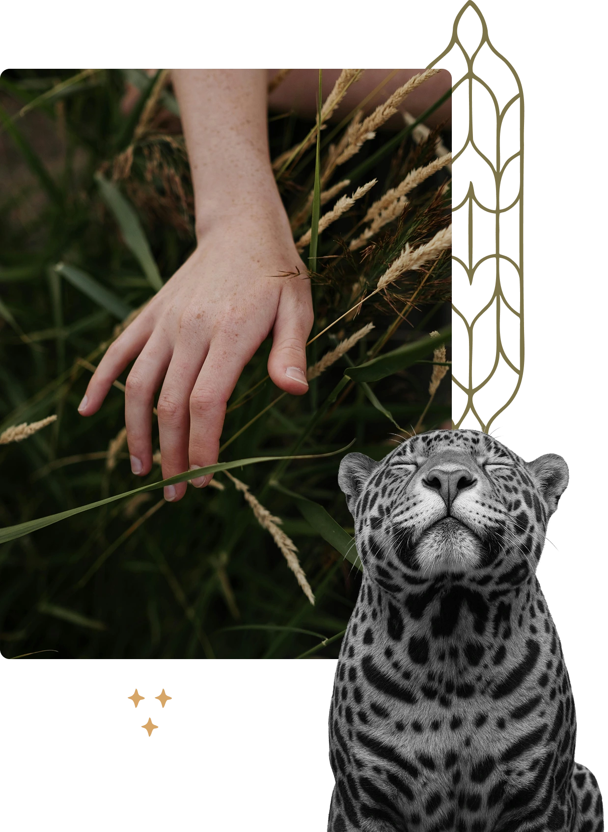 Close-up of a hand lightly touching tall grass with a calm, relaxed leopard illustration beside it.