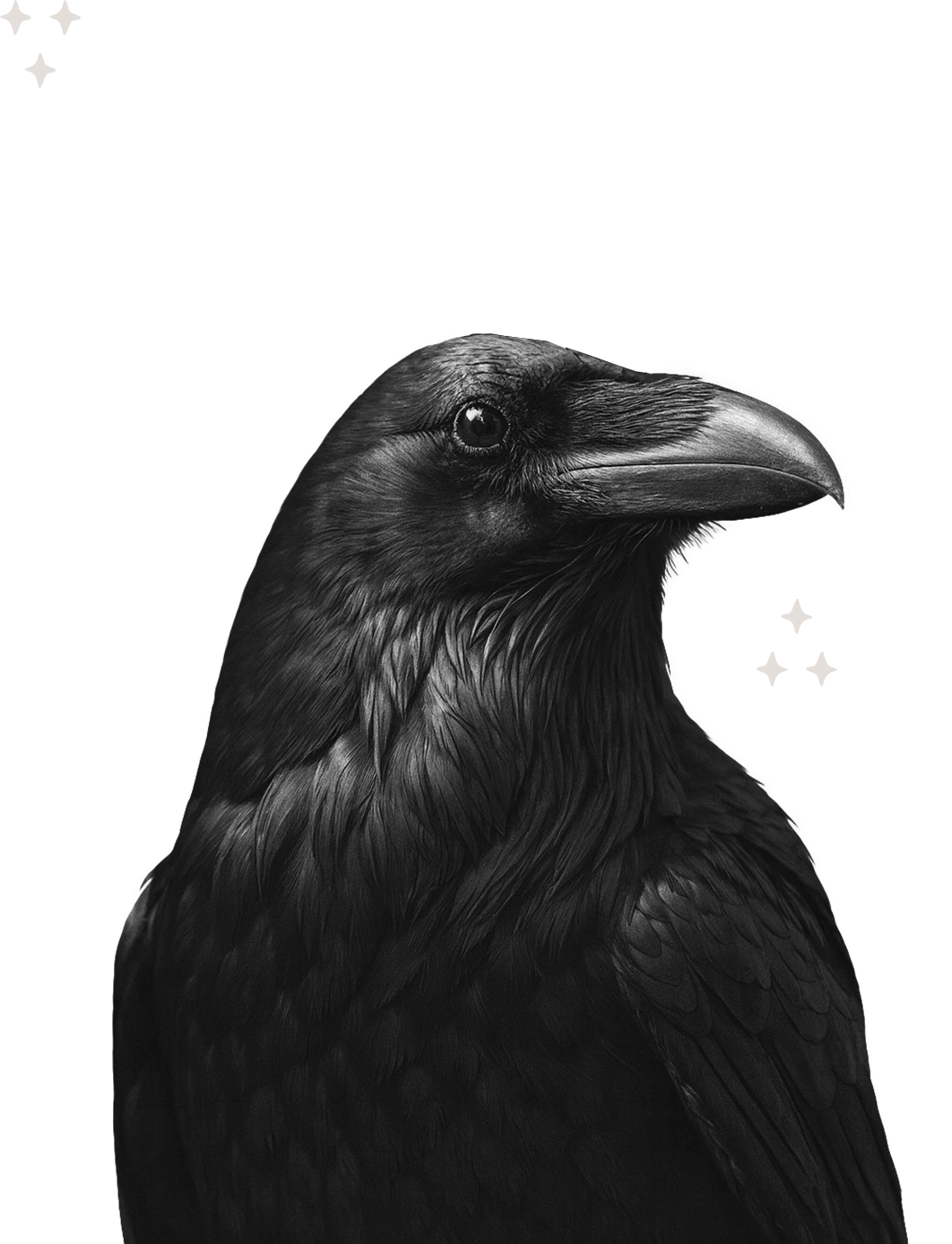 Close-up profile of a black raven with detailed feathers and a sharp beak on a black background.