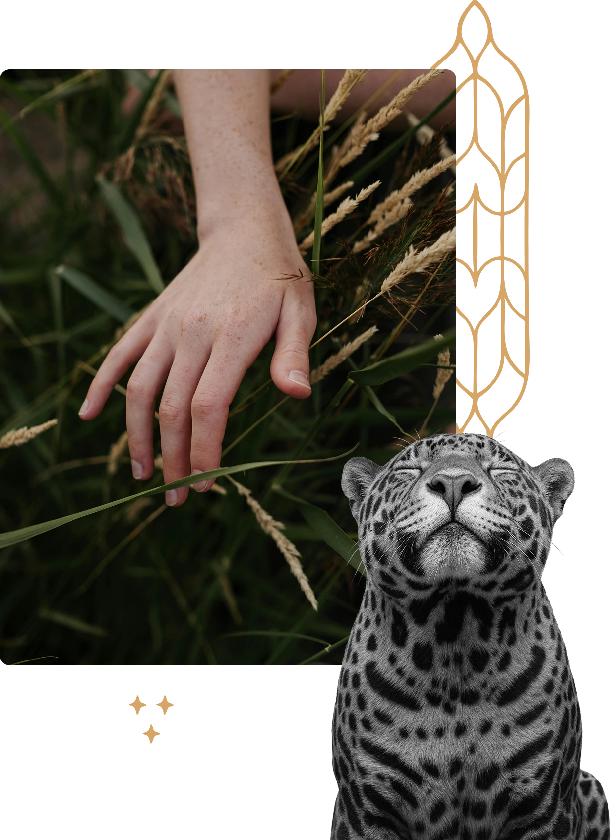 Close-up of a hand lightly touching tall grass with a calm, relaxed leopard illustration beside it.