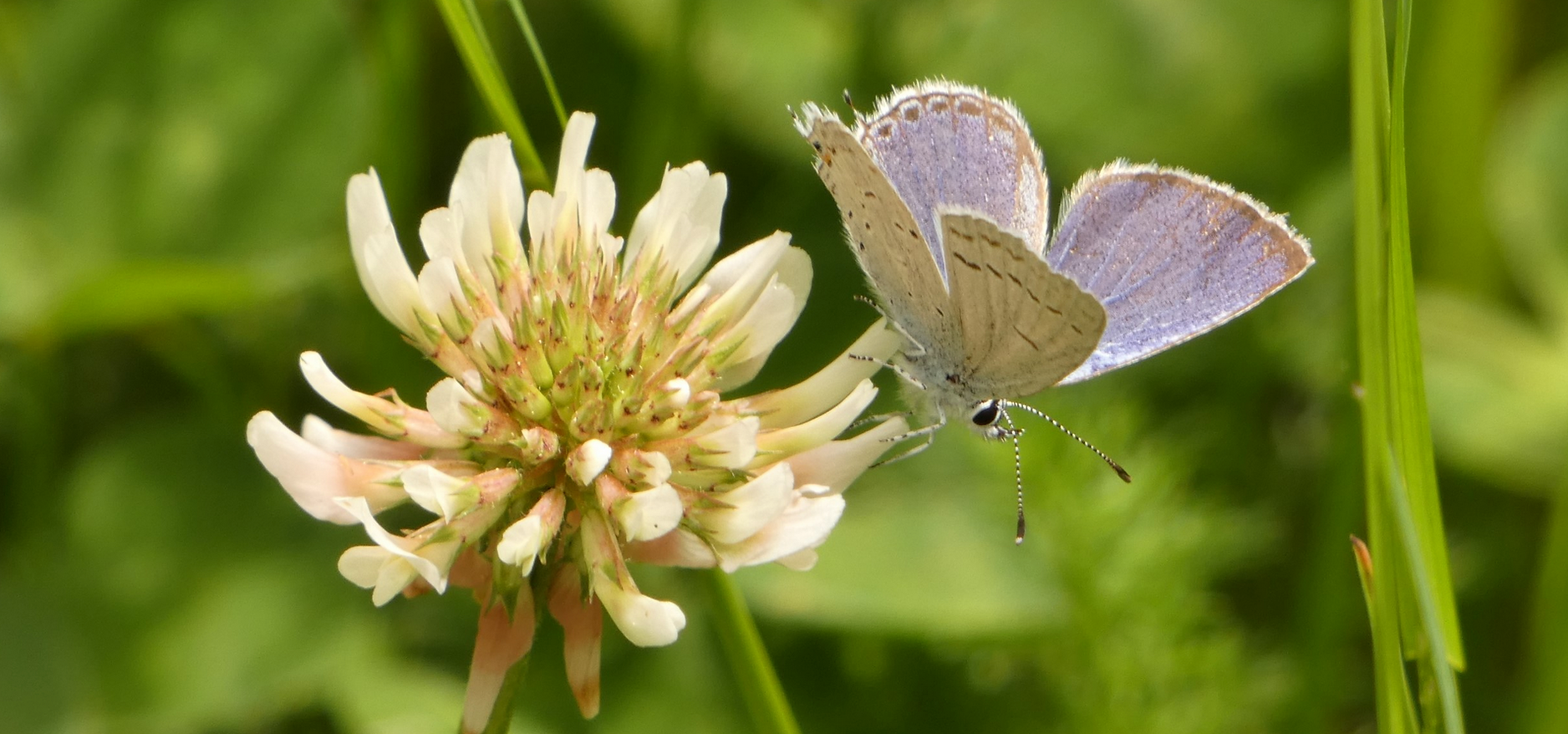 A Western Tailed Blue on a clover flower.