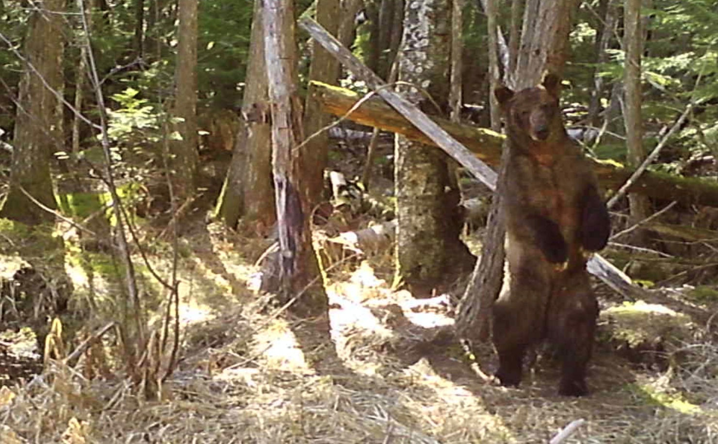 An itchy grizzly caught on candid camera, scratching its back on a rub-tree -- in a secure area of the sanctuary that is off-limits to people and their dogs.