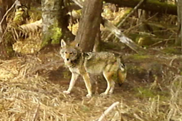 A coyote using a travel-corridor area in a remote (non-human-use) area of the sanctuary.
