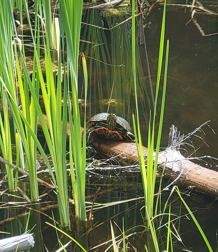 A Western Painted Turtle on a basking log