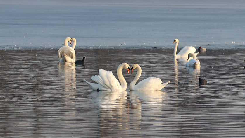 Swans form a heart shape with their necks, on a lake with gentle ripples.