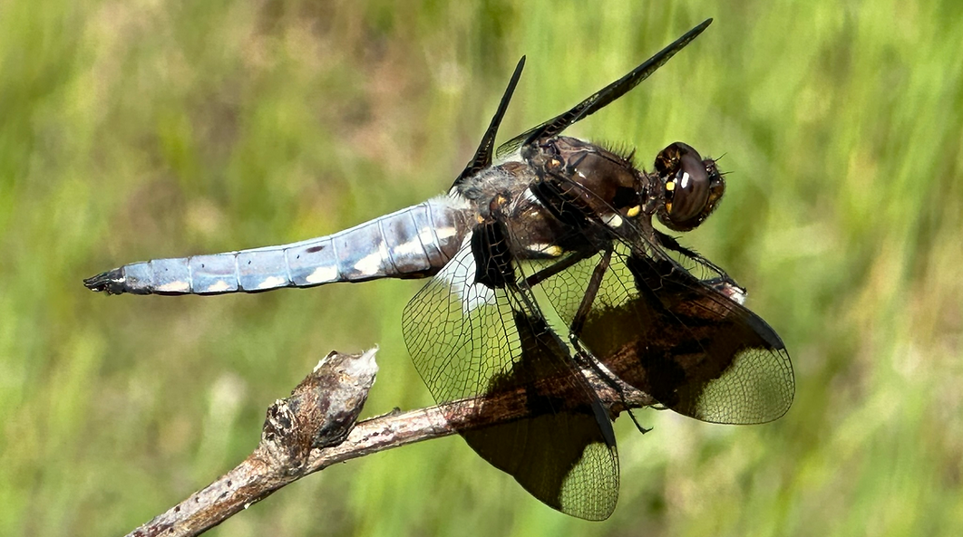 a dragonfly