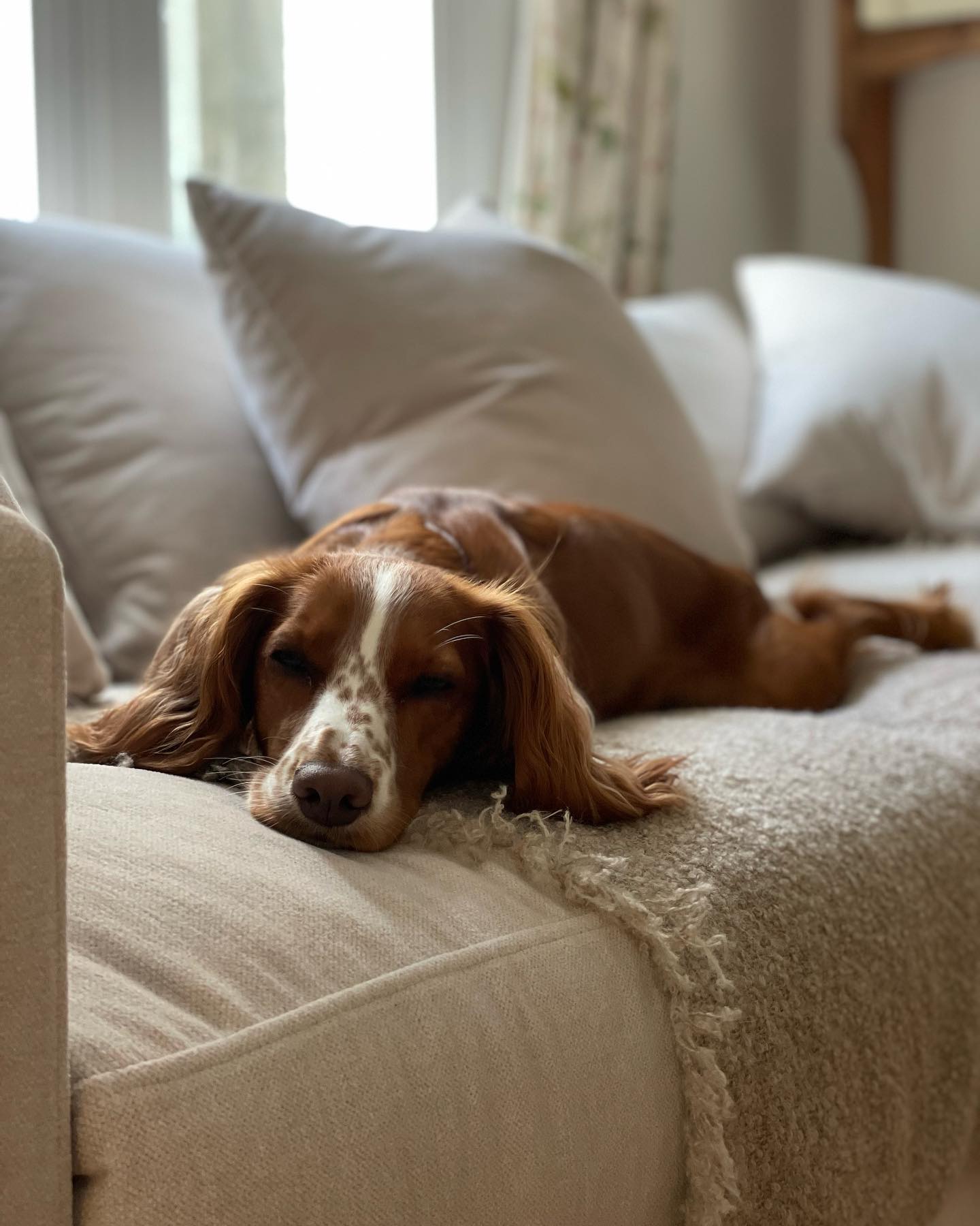 Brown and white dog with long ears resting on a beige couch with pillows and a textured throw.