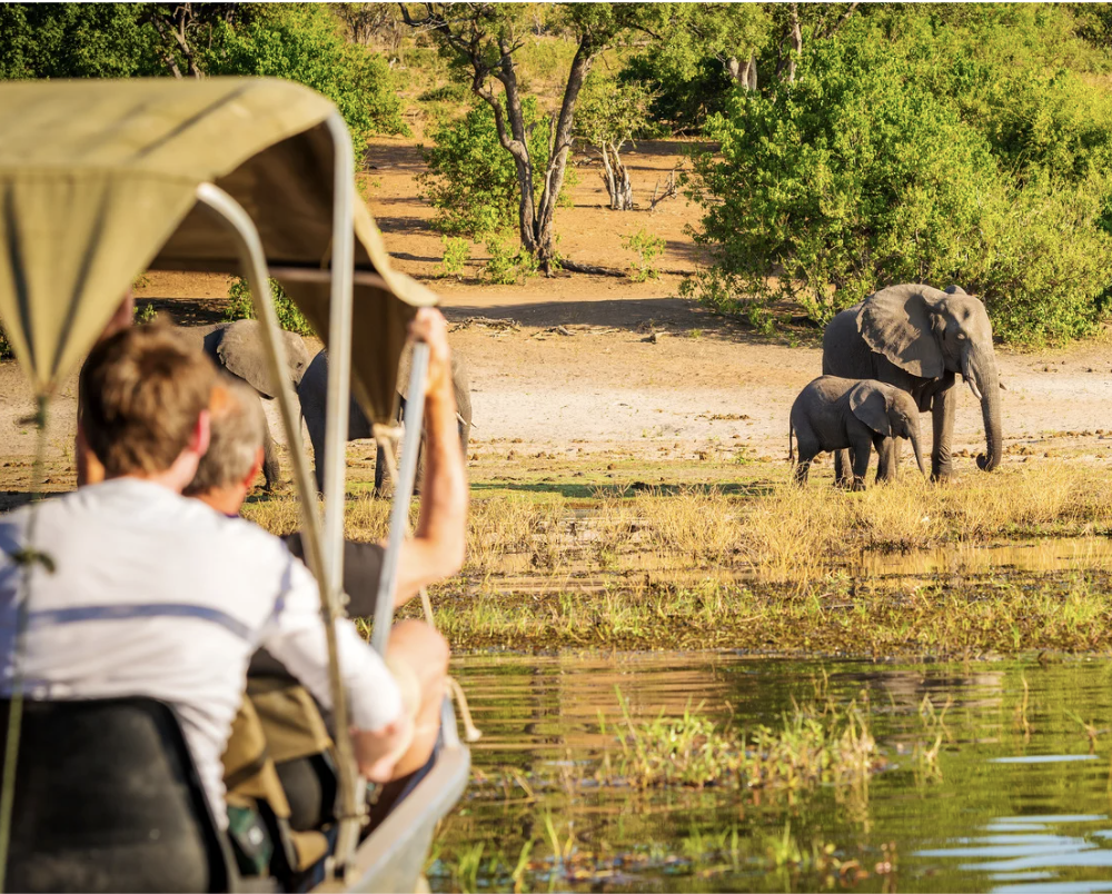 Two people in a safari boat observing a group of elephants on the riverbank in a sunny, green landscape.