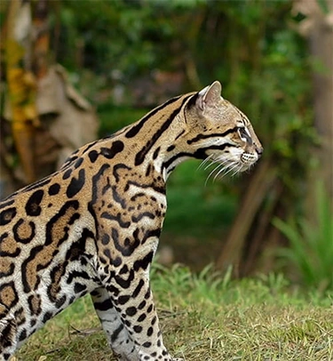 Clouded leopard standing on grass with blurred green forest background.