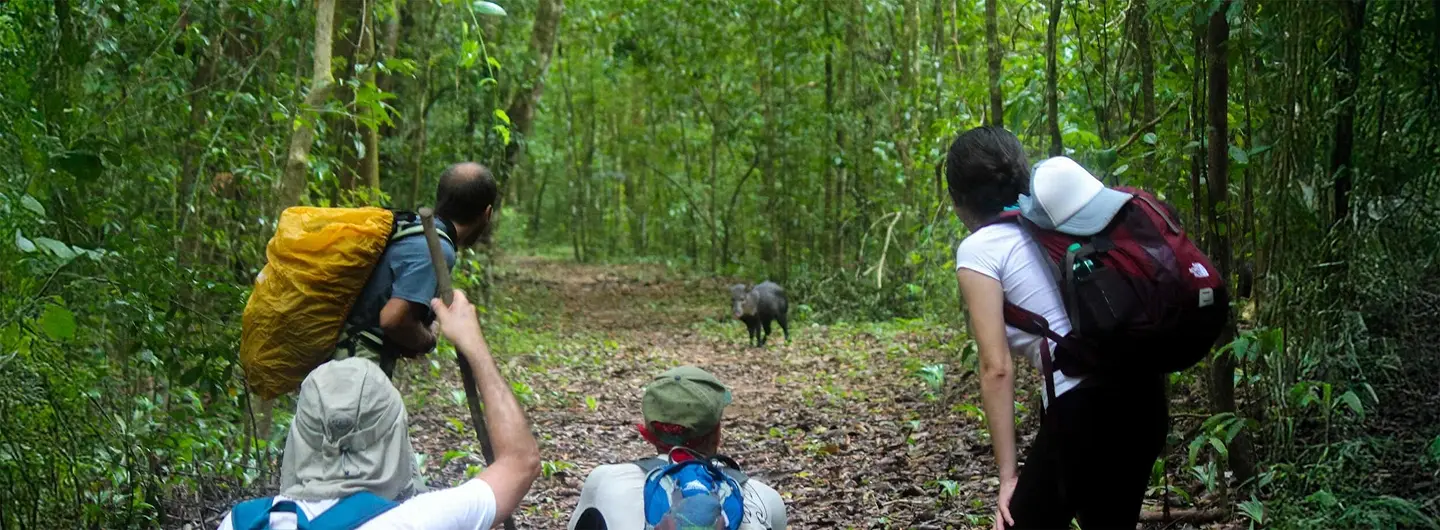 Group of four hikers observing a small wild animal on a forest trail during the day.