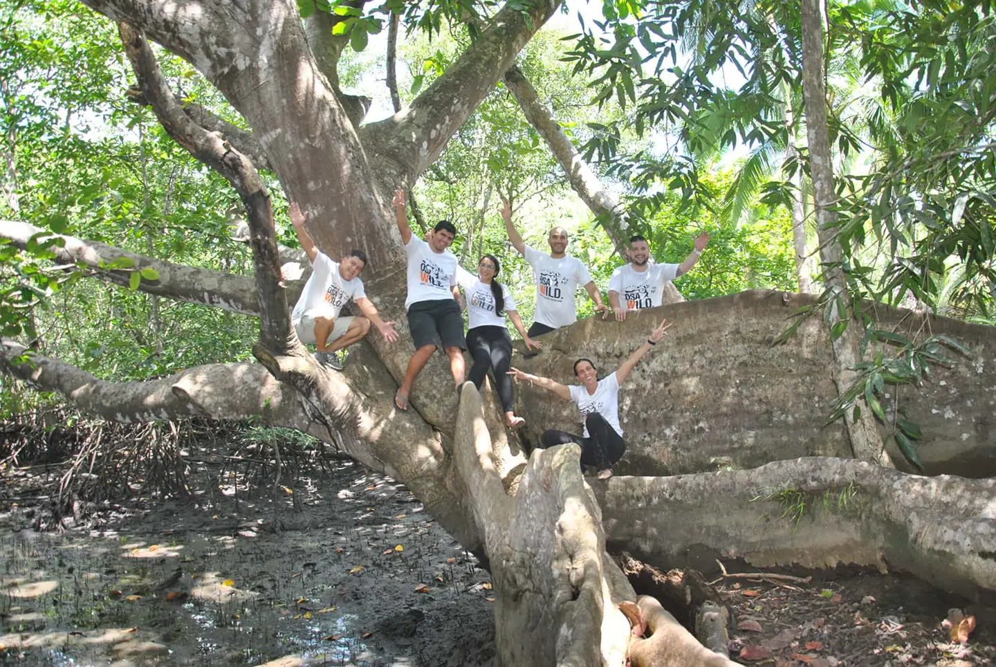 Group of five people wearing white shirts sitting and waving on large tree branches in a forest.