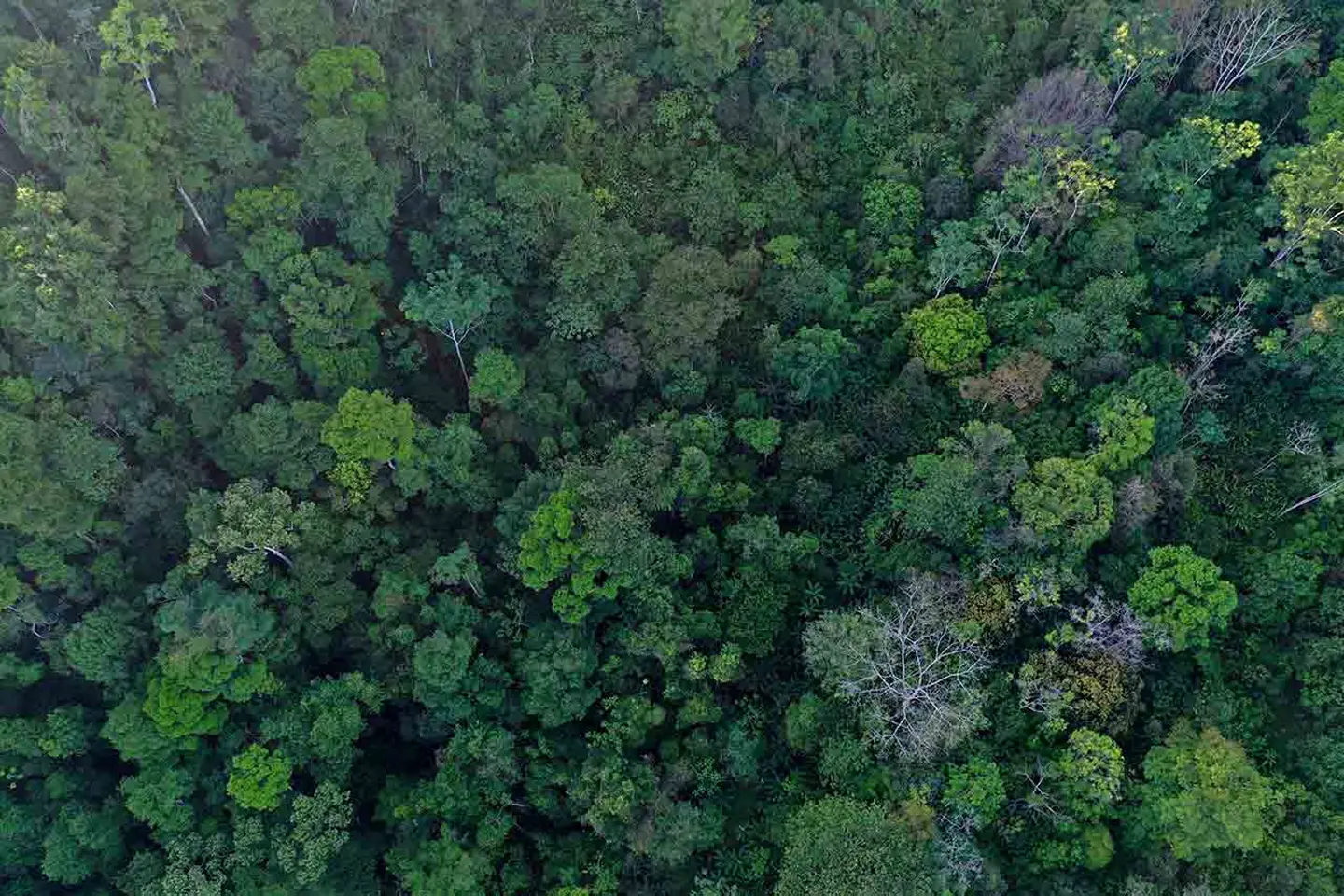 Vista aérea de un denso dosel forestal con copas de árboles de diversos tonos verdes y algunas ramas desnudas.