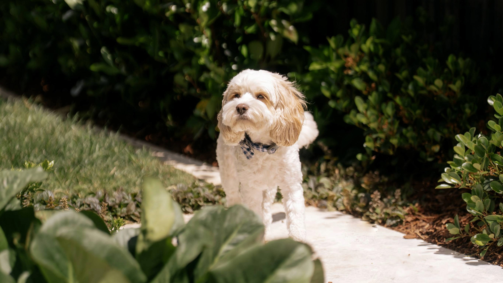 Small white and tan dog with curly fur wearing a blue checkered bow tie standing on a garden path.