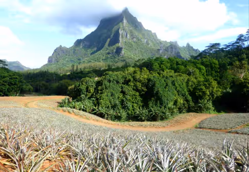 Curved dirt path winding through a pineapple field with lush green forest and a towering mountain in the background under a cloudy sky. Mount Rotui Opunohu Moorea