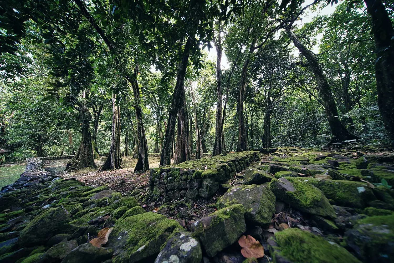 Moss-covered stone ruins surrounded by dense green forest with tall  Mape trees.