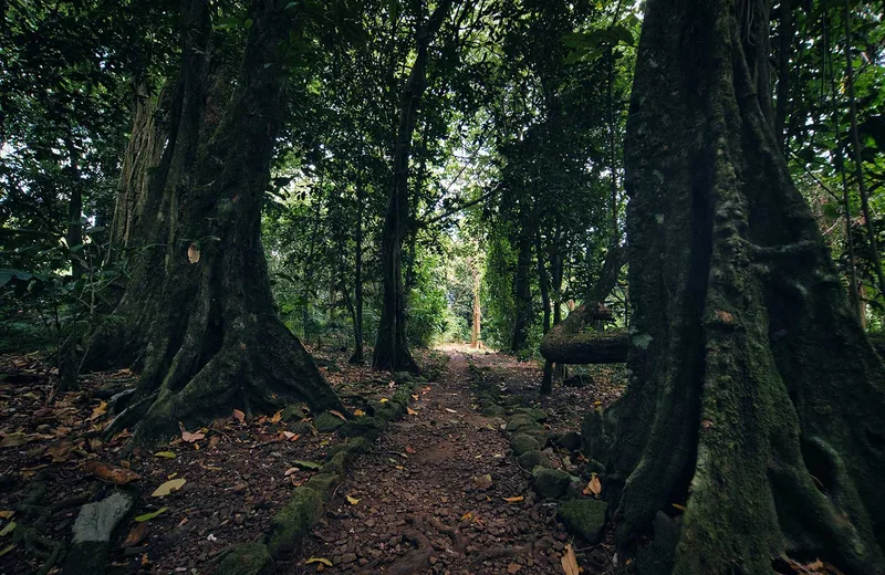 Dirt path lined with stones and bordered by large trees in a dense green Mape forest. Opunohu Moorea