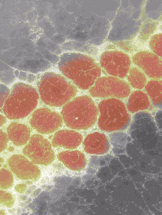 Data-Driven Discovery in the Lab