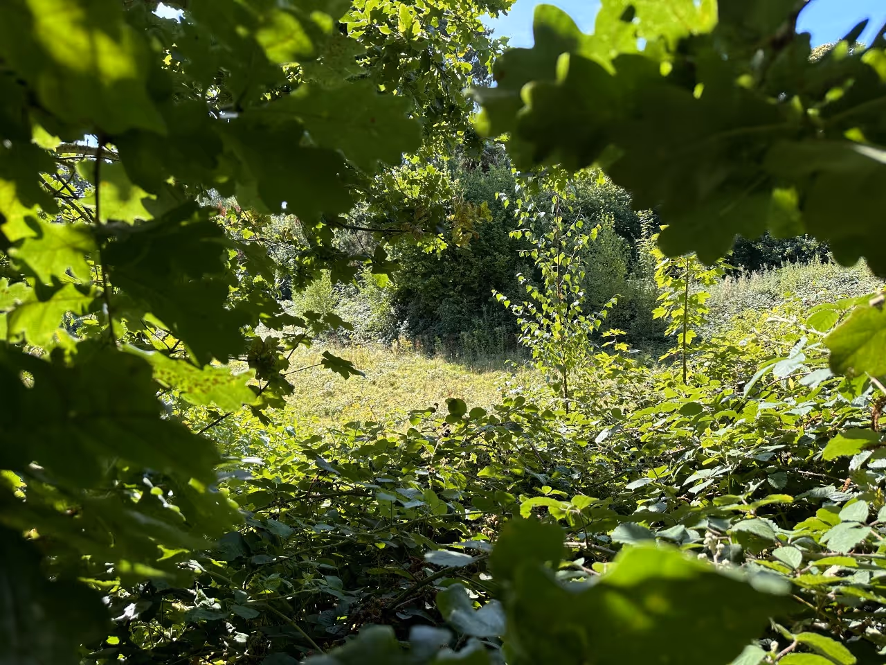 Sunlit clearing in a dense green forest framed by dark leafy branches.