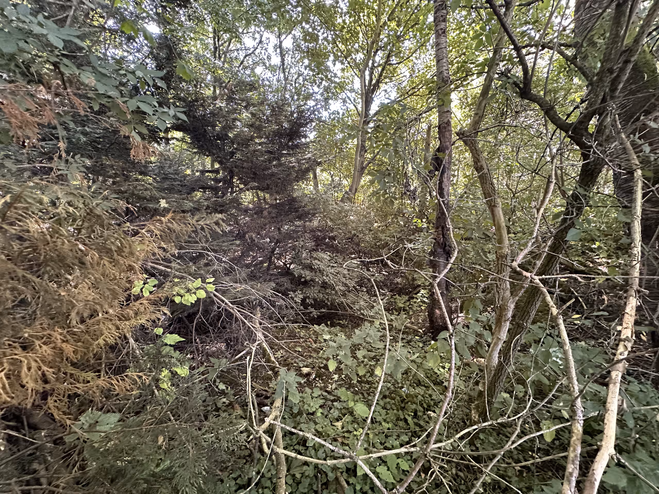 Dense forest area with a mix of green and brown foliage, tree trunks, and intertwined branches.