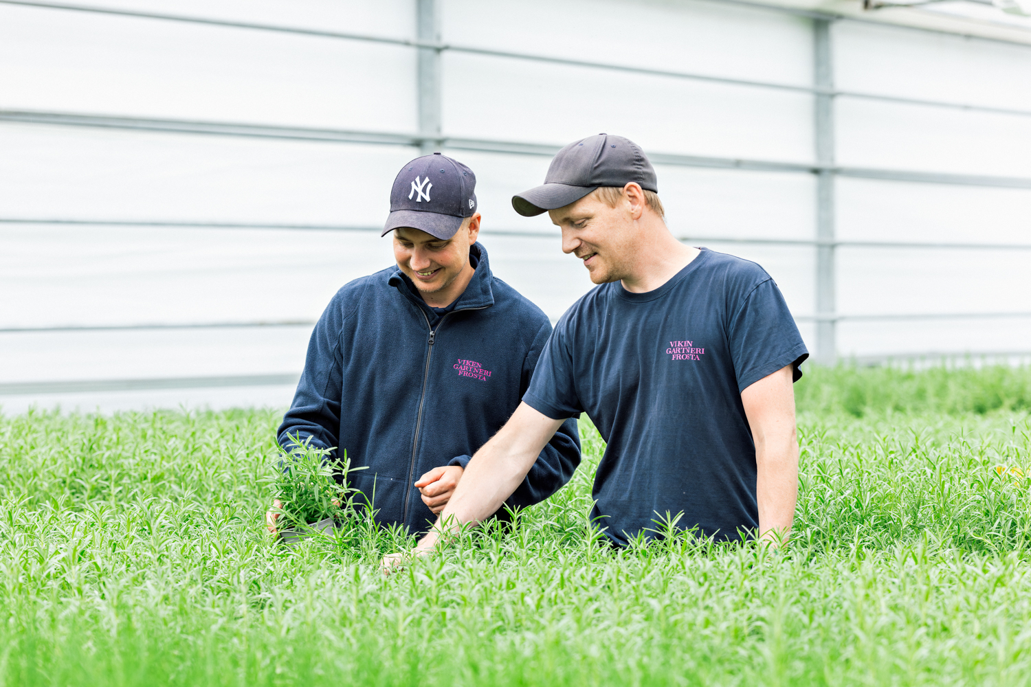 To menn står i et drivhus med masse urter