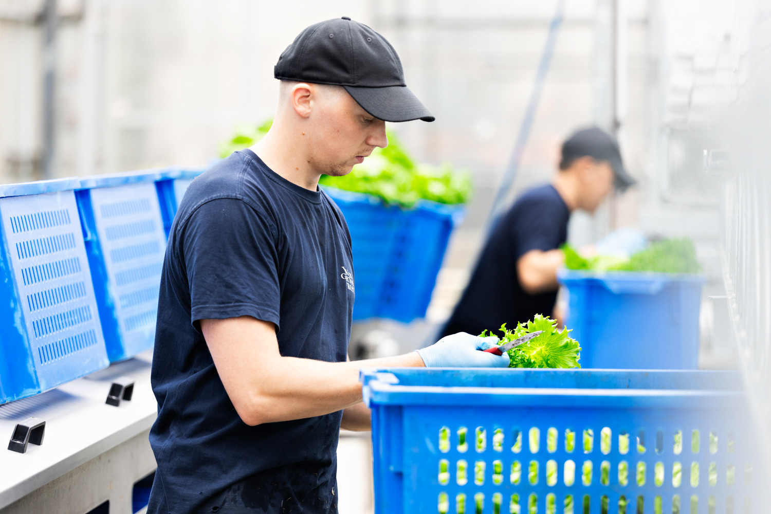 To personer jobber med salat inne i et drivhus