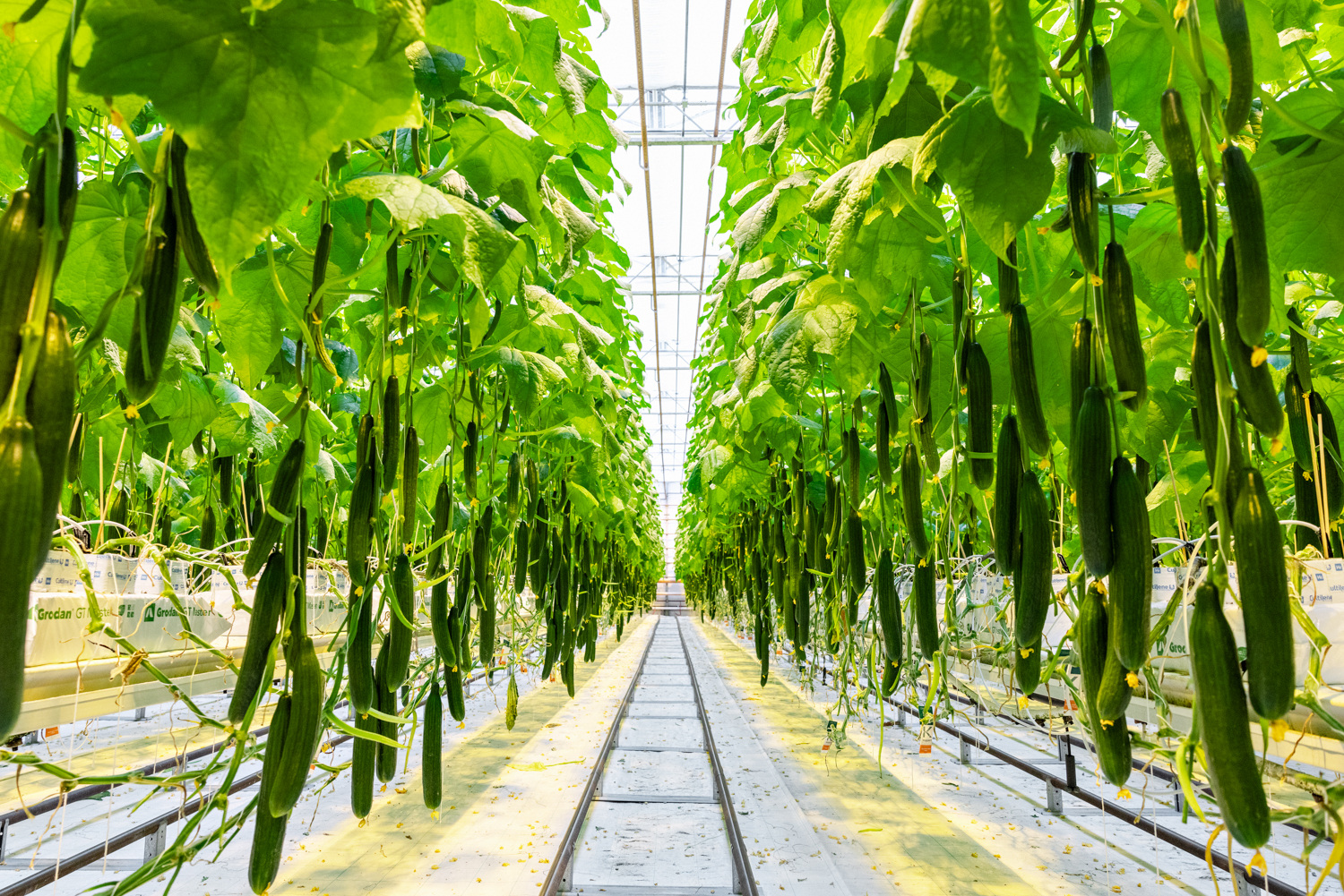 Mange agurker i et drivhus i ettpunktsperspektiv