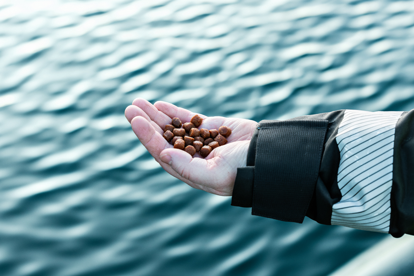 Et nærbilde av en hånd med pellets strekkes ut med havet i bakgrunnen