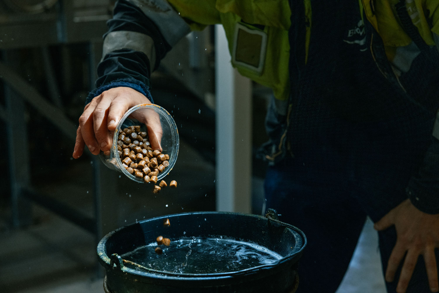 Nærbilde av en hånd som heller pellets fra en plastkopp over i en bøtte med vann