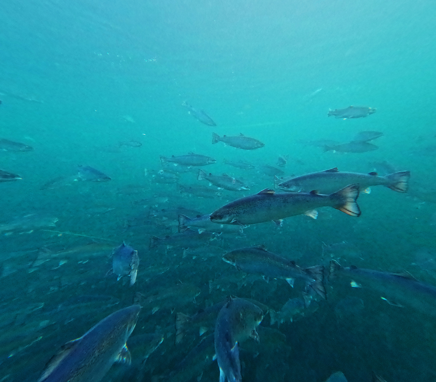 Undervannsbilde av fisk inne i en merde