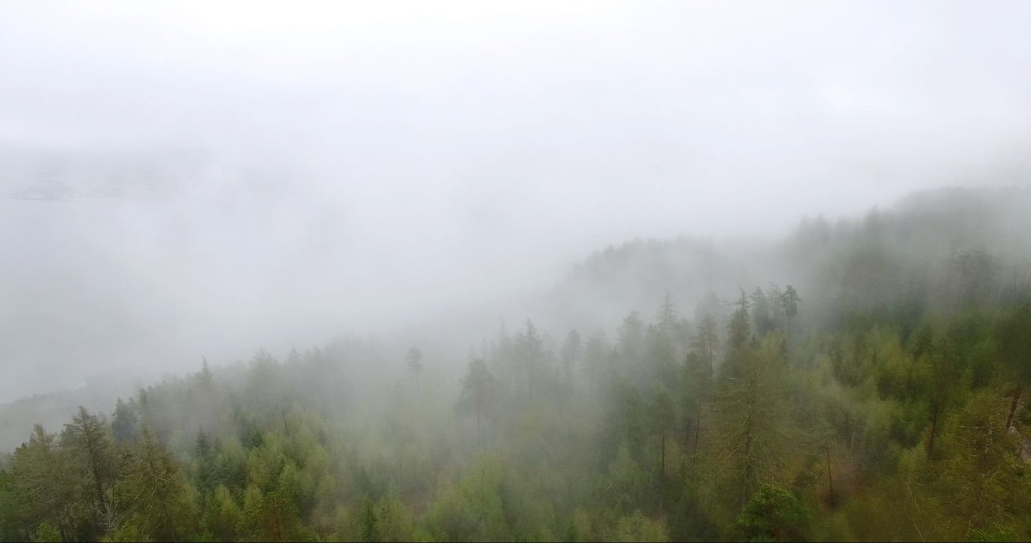 Dronebilde av en tåkete skog.