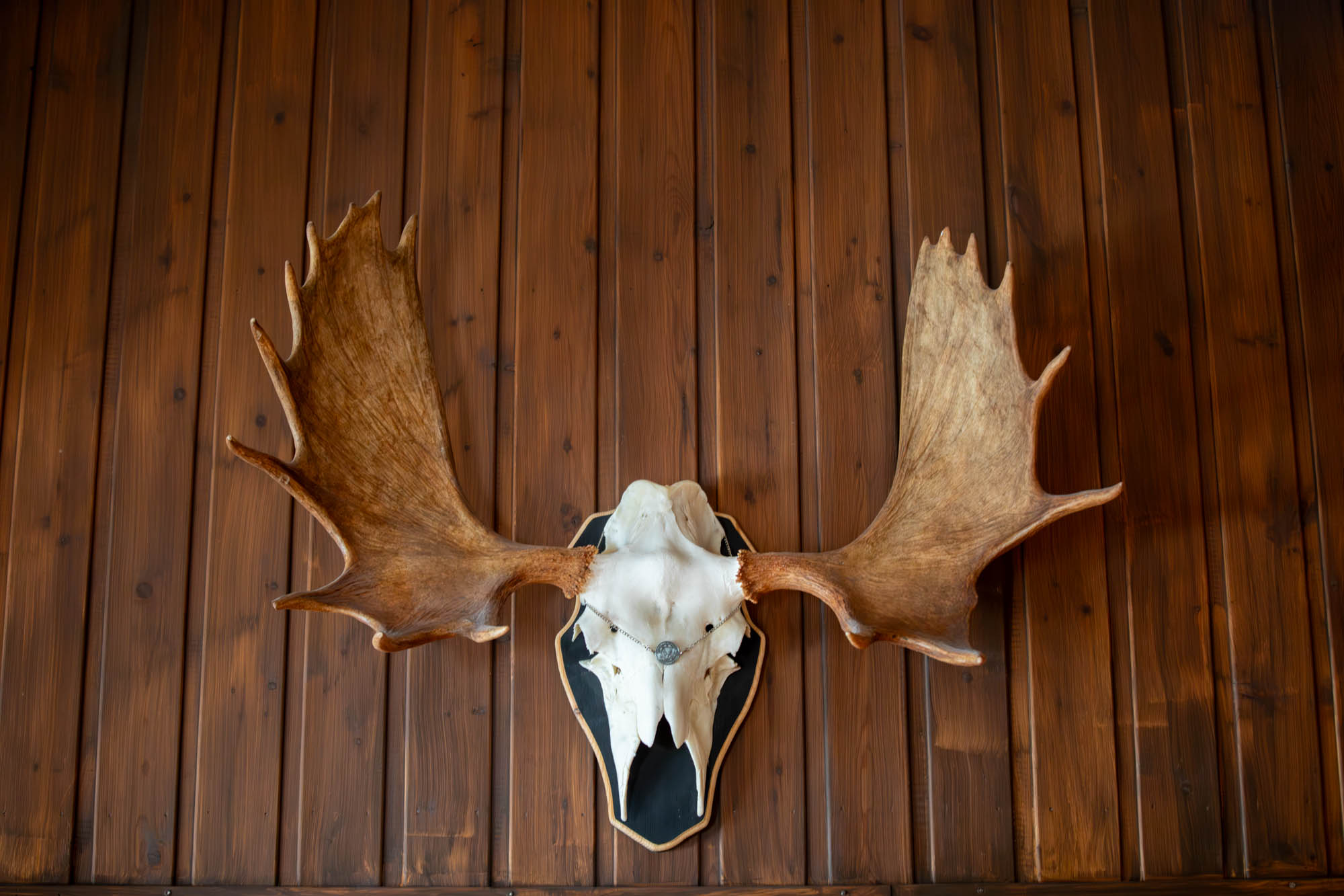 Skallen av en elg med horn henger på en mørkebrun trevegg