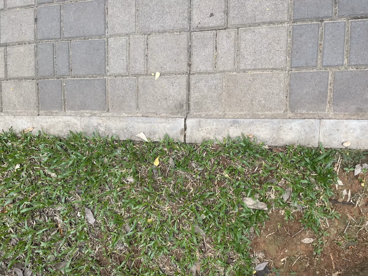 Wet Pressed Flush @ Nandini Layout Circular Park, Bengaluru