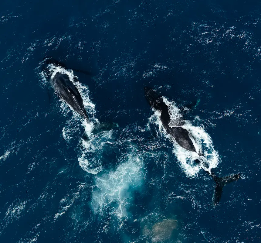 Vista aérea de dos ballenas nadando juntas en aguas oceánicas de un azul profundo con salpicaduras blancas.