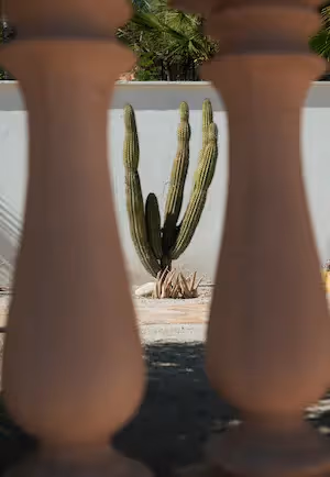 Vista de un cactus escultórico enmarcado por dos pilares de terracota en La Valise Los Cabos.