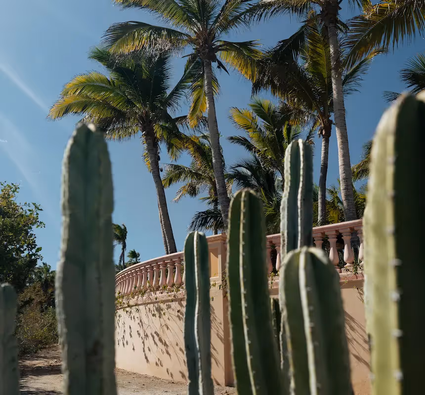 Tropical landscape featuring tall cacti and palm trees under a blue sky in the gardens of à La Valise Los Cabos hotel.