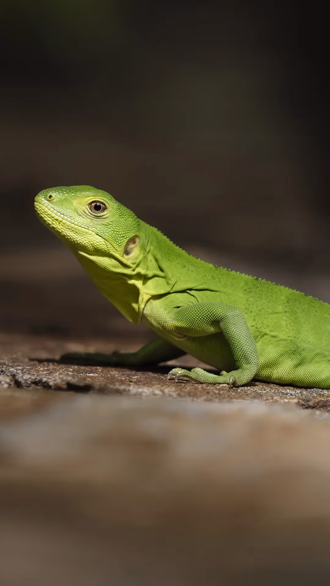 A wild green iguana resting on a stone wall at La Valise Mazunte Hotel, Mexico.
